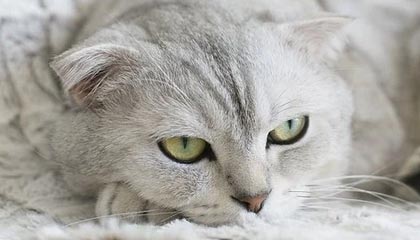 【爆料】秘语空间突发：明星在今日凌晨被曝曾参与丑闻，动情席卷全网